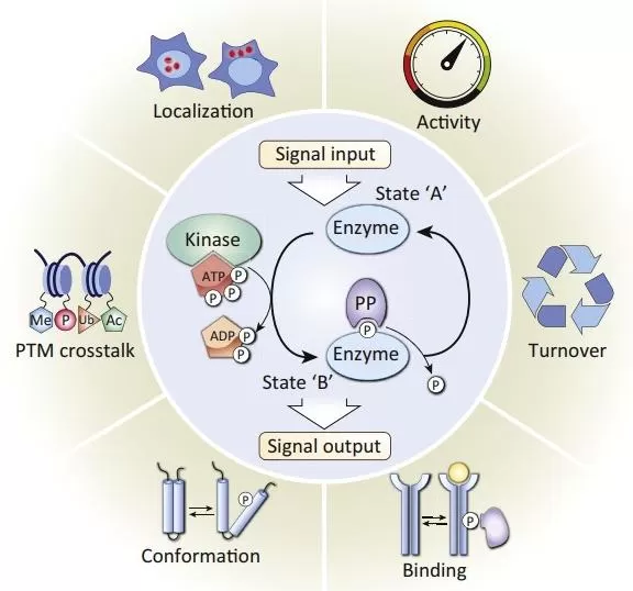 Figure 2. Functions of Reversible Protein Phosphorylation